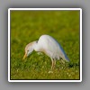 Cattle Egret (2)